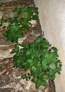 Mint from our Yard for the Mojito