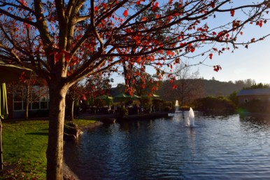 Beautiful Fall (Autumn) View at Kunde, Sonoma