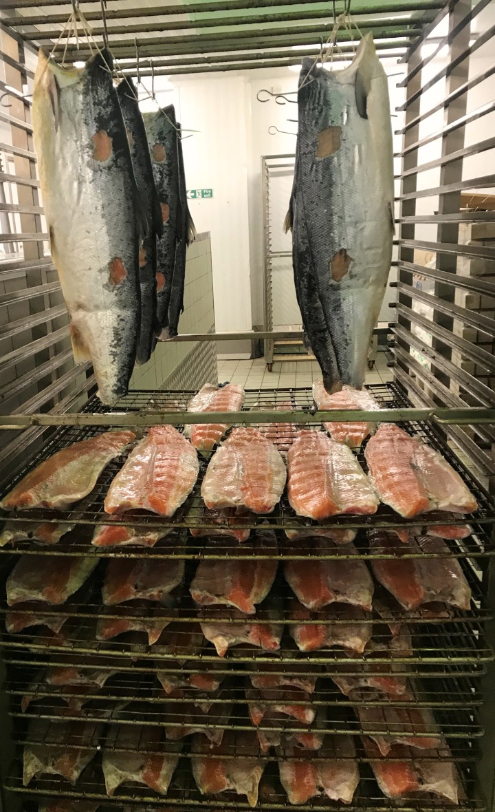 4. Salmon before smoking